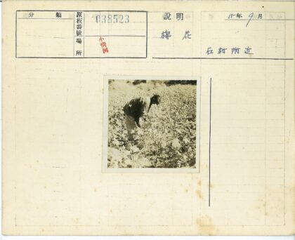 棉田采摘篮边劳作.jpg