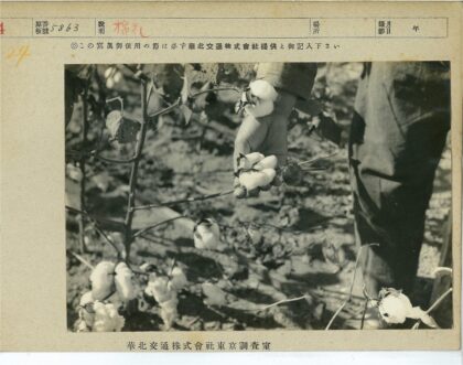 棉田采摘者.jpg