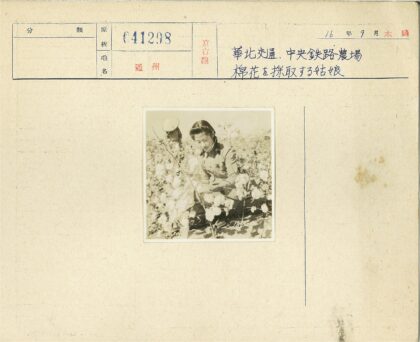 棉花丛中跪立人影.jpg