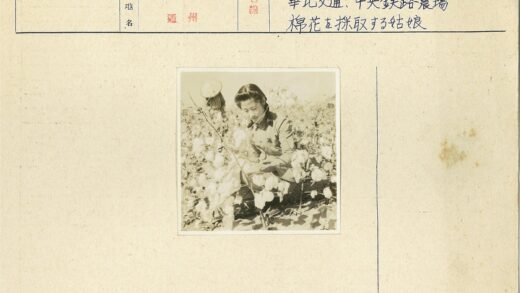 棉花丛中跪立人影.jpg