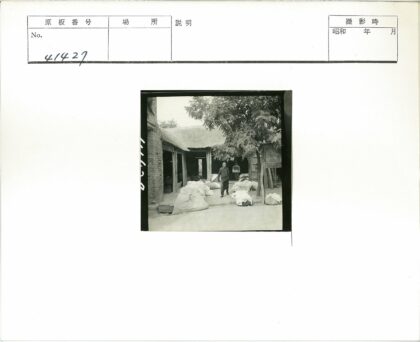 棉花堆满的农家院子.jpg