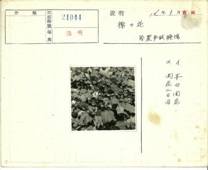 棉花植株叶与棉铃特写.jpg