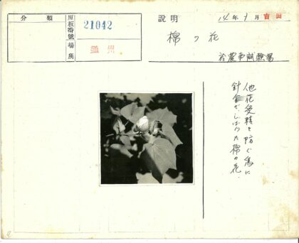棉花植物叶与棉铃特写.jpg