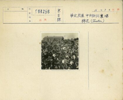 棉花田与建筑特写.jpg