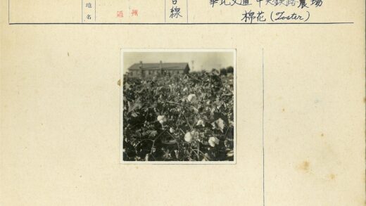 棉花田与建筑特写.jpg