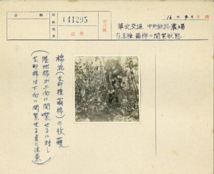 棉花田丰收季节景象.jpg