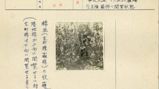 棉花田丰收季节景象.jpg