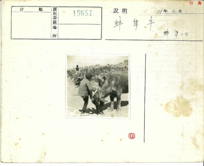 棉袄农夫与骑牛者石墙背景.jpg
