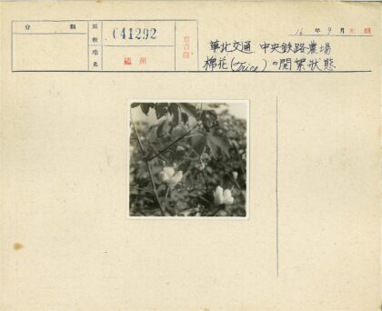 棉铃与叶特写.jpg