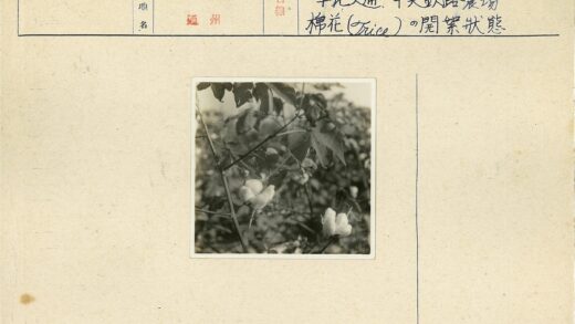 棉铃与叶特写.jpg