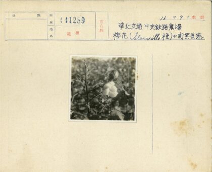 棉铃盛开的棉花植株特写.jpg