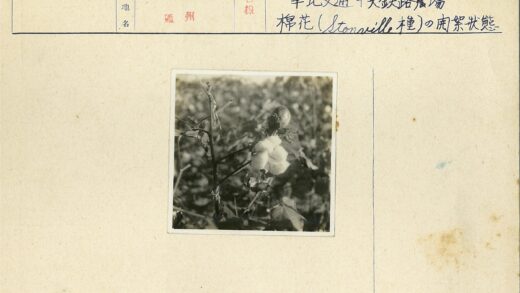 棉铃盛开的棉花植株特写.jpg