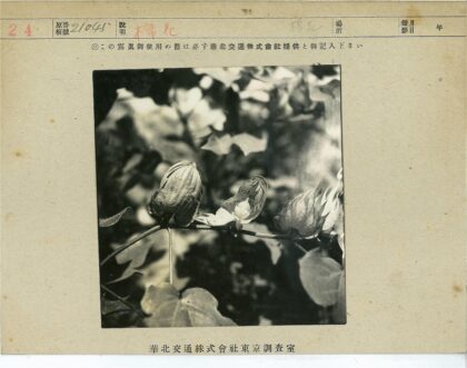 棉铃藏叶间特写.jpg