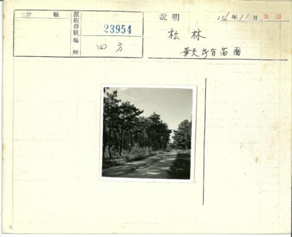 森林土路与晴空草地.jpg