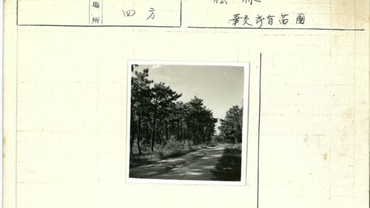 森林土路与晴空草地.jpg