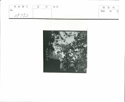 森林树冠与天空自然框架.jpg