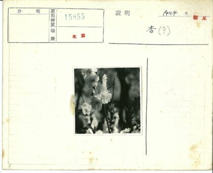 森林花朵特写摄影.jpg
