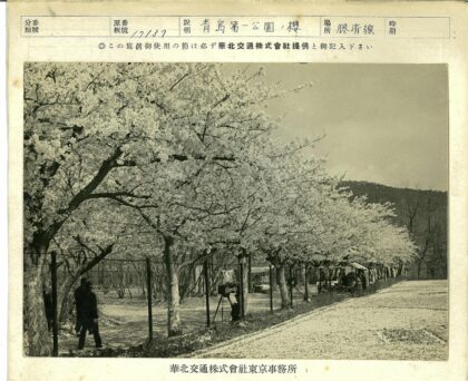 樱花小径春色远山篱笆.jpg