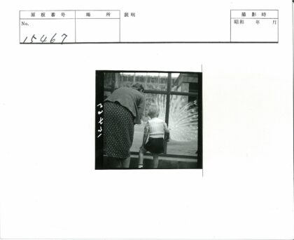 母子观孔雀.jpg