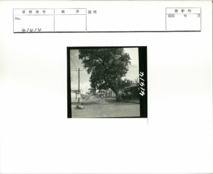 民国街道大树与黄包车街景.jpg