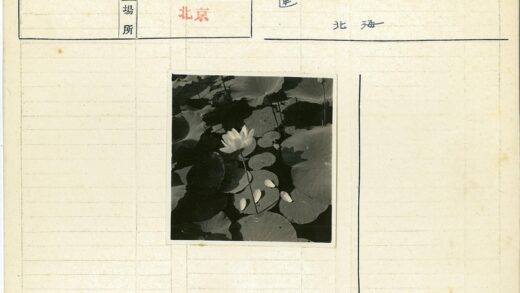 水上盛开睡莲特写.jpg