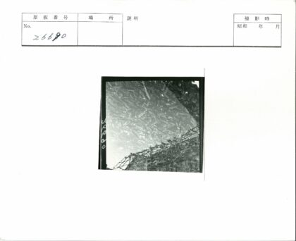 水下鱼群与水面枝影.jpg