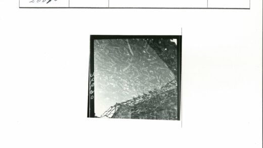 水下鱼群与水面枝影.jpg