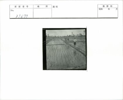 水乡稻田小路漫步.jpg