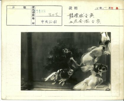 水族馆鱼群游泳照片.jpg