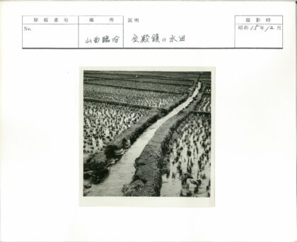 水淹农田灌溉渠植物生长.jpg