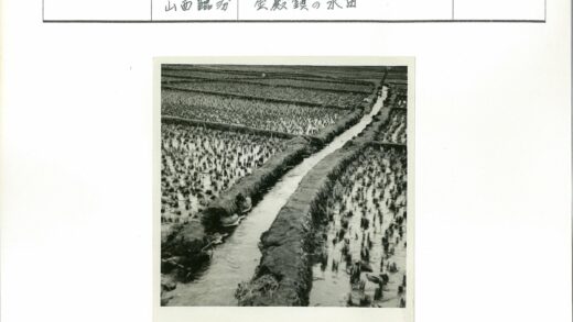 水淹农田灌溉渠植物生长.jpg