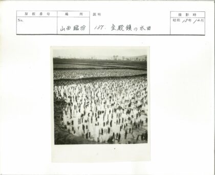 水淹稻田幼苗与清晰田野树木.jpg