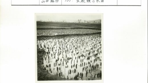 水淹稻田幼苗与清晰田野树木.jpg
