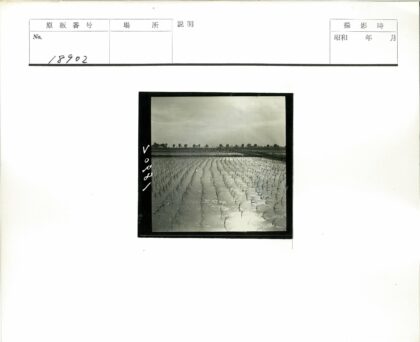 水淹稻田映云天远树.jpg