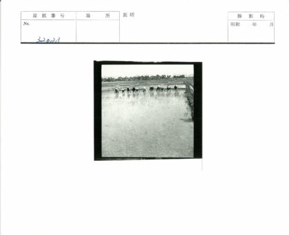 水田劳作与山水背景.jpg