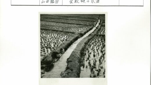水田新生水稻生长.jpg