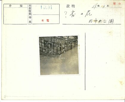 水边树枝与栅栏倒影.jpg