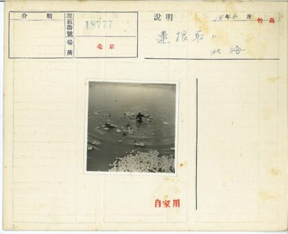 池塘中央人与睡莲涟漪.jpg