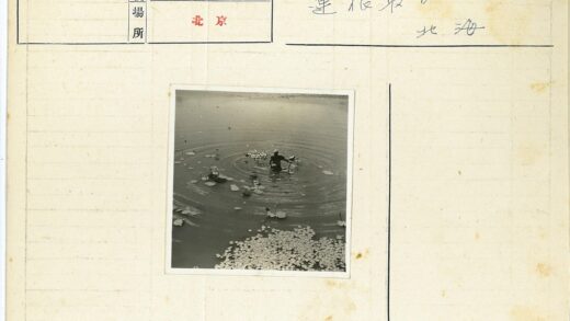 池塘中央人与睡莲涟漪.jpg