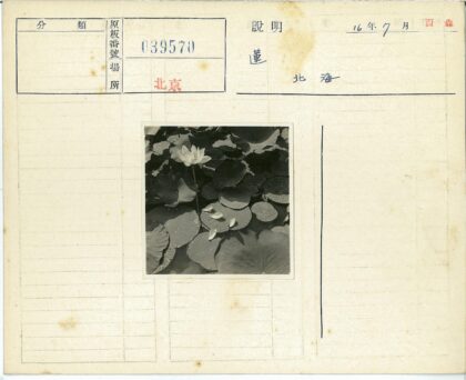 池塘盛放睡莲水滴环绕.jpg