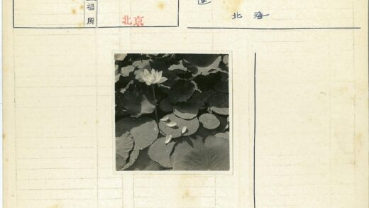 池塘盛放睡莲水滴环绕.jpg