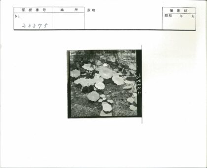 池塘睡莲与石墙景色.jpg