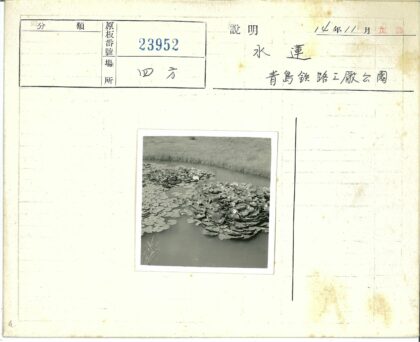 池塘睡莲与高草风光.jpg