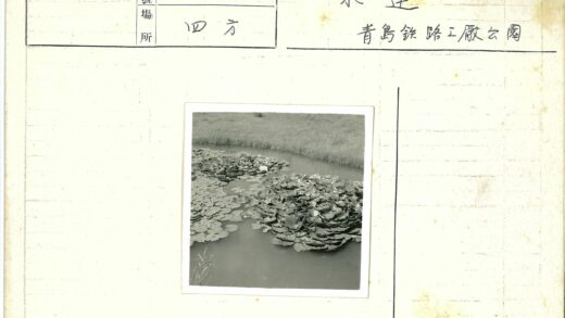池塘睡莲与高草风光.jpg
