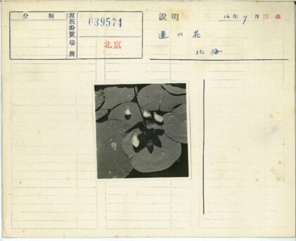 池塘睡莲水滴花瓣.jpg