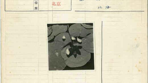 池塘睡莲水滴花瓣.jpg