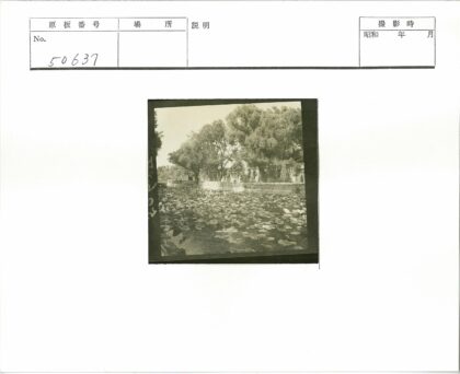 池塘睡莲篱笆小路风景.jpg