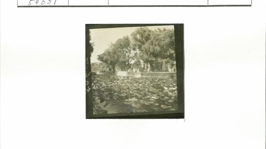 池塘睡莲篱笆小路风景.jpg