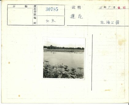 池塘荷叶绿树倒影景观.jpg