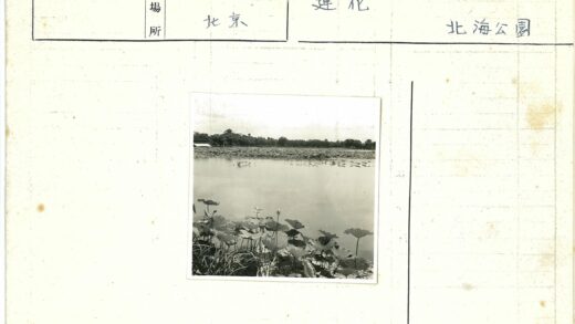 池塘荷叶绿树倒影景观.jpg
